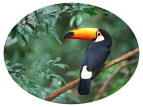 Toucan dans une ellipse 4:3